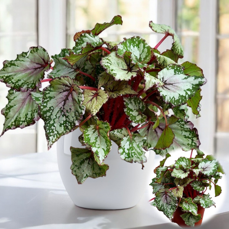 Begonia Rex - Begonia Rex - Verde