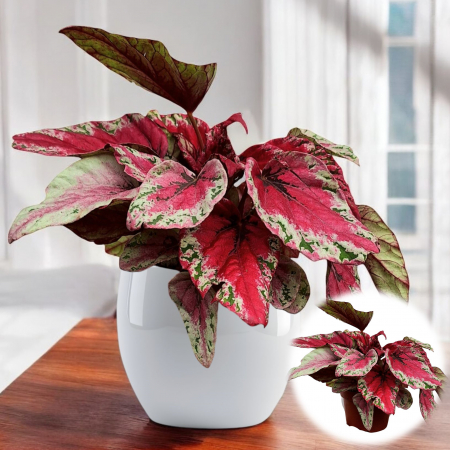 Begonia Rex - Begonia R. Bicolor - Rosu