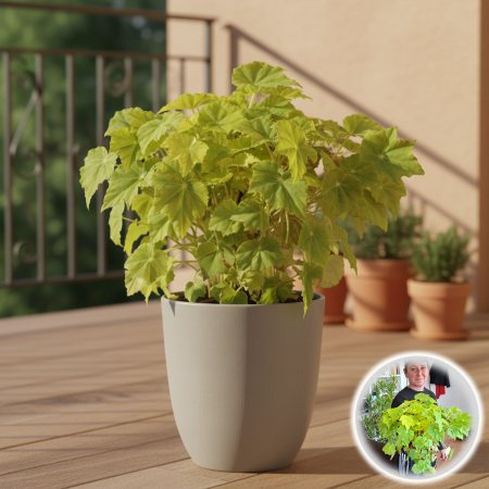 Begonia Rex - Begonia Rex - Verde (Lime)