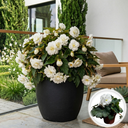 Flori Gradina si Balcon - begonia-tuberhybrida-alba-flori-umbra-pepiniera-sibiu