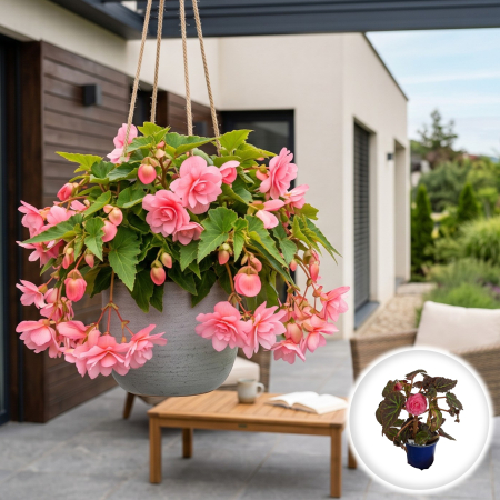 Flori Gradina si Balcon - Begonia tuberhybrida Roz planta ramificata inflorita ghiveci Pepiniera Sibiu