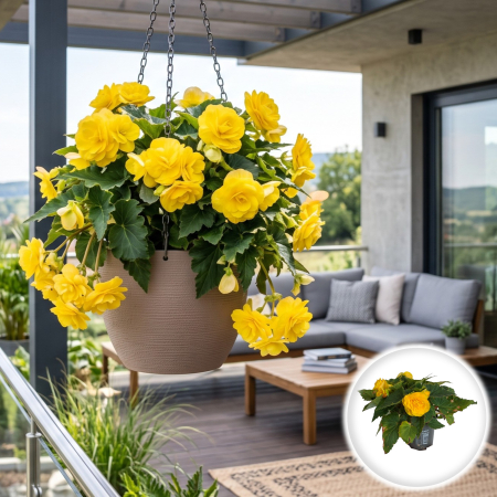Flori Gradina si Balcon - Begonia tuberhybrida Gabena planta ramificata inflorita ghiveci Pepiniera Sibiu