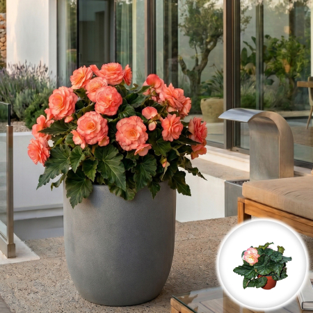 Flori Gradina si Balcon - begonia-tuberhybrida-somon-flori-balcon-umbra-pepiniera-sibiu