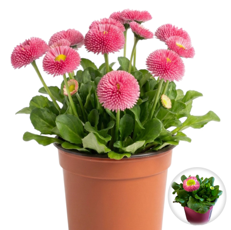 Flori Gradina si Balcon - Bellis Roz Nasturasi Ghiveci Pepiniera Sibiu