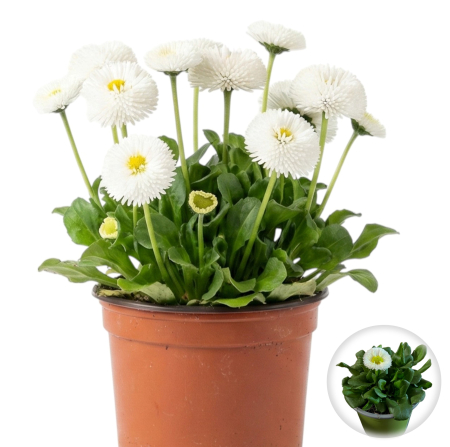 Flori Gradina si Balcon - Bellis Alb Nasturasi Ghiveci Pepiniera Sibiu