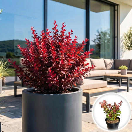 Berberis - berberis-thunbergii-bagatelle-dracila-pitica-rosie-pepiniera-sibiu
