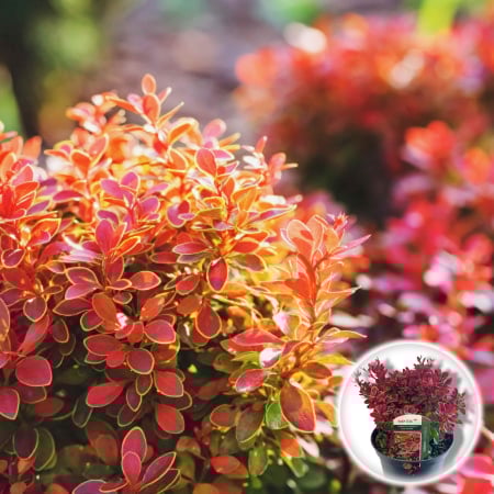 Plante Decorative - Berberis Bicolor (P17)