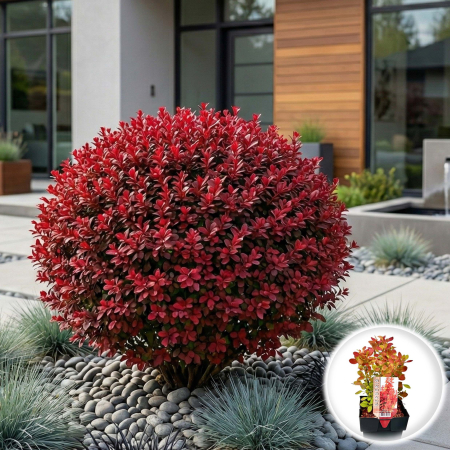 Berberis - berberis-thunbergii-ruby-star-arbust-pitic-rosu-pepiniera-sibiu