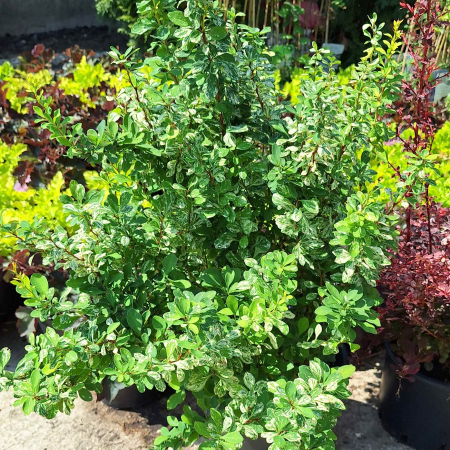 Berberis Erect Argintiu - 60cm+ [1]