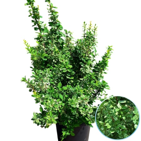 Berberis - Berberis Erect Argintiu - 60cm+