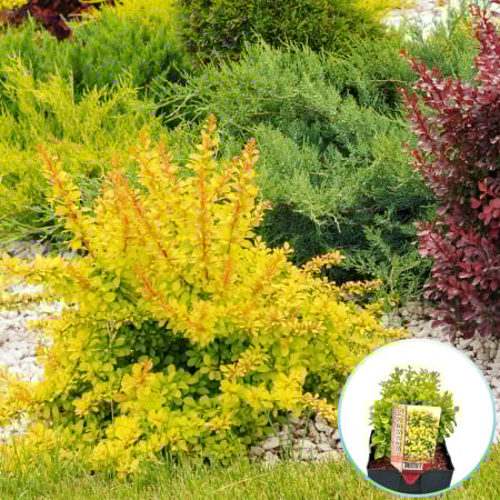 Berberis - Berberis Gold
