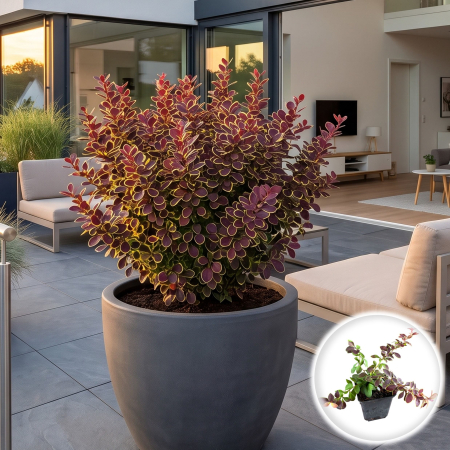 Plante Decorative - berberis-thunbergii-golden-ring-arbust-purpuriu-pepiniera-sibiu