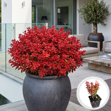 Plante Decorative - berberis-thunbergii-lutin-rouge-arbust-pitic-rosu-pepiniera-sibiu