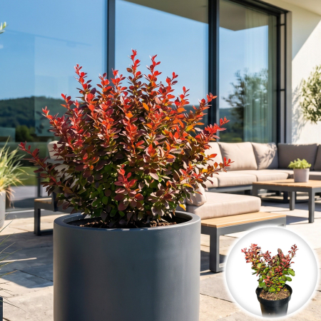 Berberis - berberis-thunbergii-bagatelle-dracila-pitica-rosie-pepiniera-sibiu