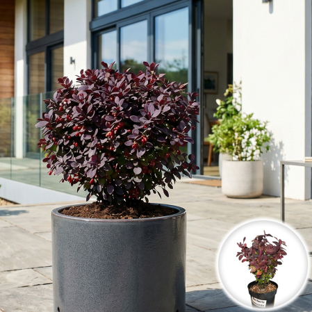 Berberis - berberis-thunbergii-concorde-dracila-pitica-purpurie-pepiniera-sibiu