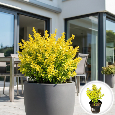 Berberis - berberis-thunbergii-goldalita-dracila-pitica-galbena-pepiniera-sibiu