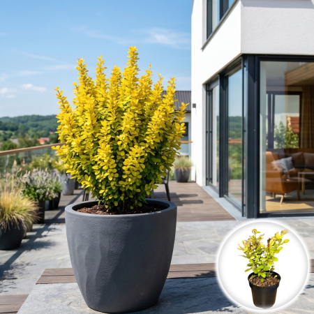 Berberis - berberis-thunbergii-golden-torch-dracila-galbena-columnara-pepiniera-sibiu