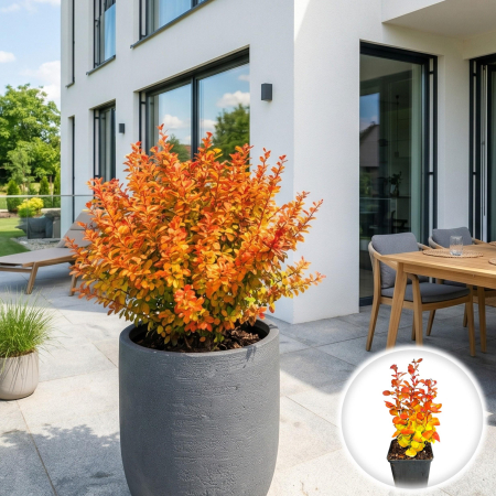 Berberis - berberis-thunbergii-orange-ice-arbust-columnar-portocaliu-pepiniera-sibiu