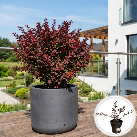 Berberis - berberis-thunbergii-red-chief-arbust-frunze-rosii-pepiniera-sibiu