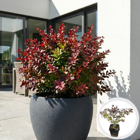 Berberis - berberis-media-red-jewel-dracila-rosie-pepiniera-sibiu