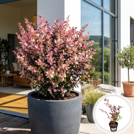 Berberis - berberis-thunbergii-rose-glow-dracila-japoneza-roz-pepiniera-sibiu