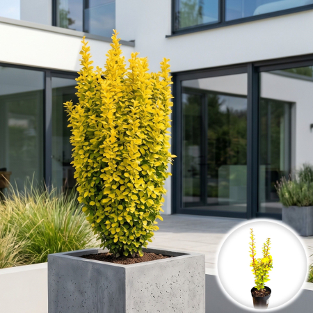 Berberis - berberis-thunbergii-yellow-tower-arbust-columnar-galben-pepiniera-sibiu