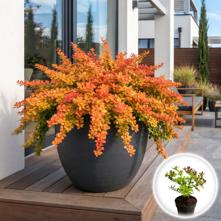 Berberis - berberis-thunbergii-orange-carpet-arbust-ornamental-pepiniera-sibiu