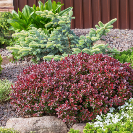 Berberis Thunb. Atropurpurea Nana (P17) [1]