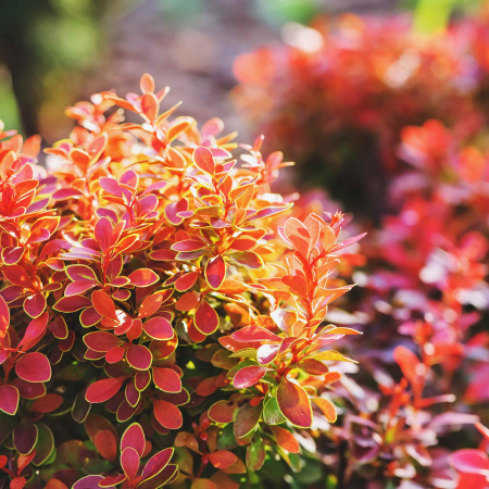 Berberis Bicolor (P17) [2]