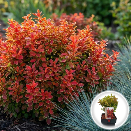 Berberis - berberis-thunbergii-ruby-star-arbust-pitic-rosu-pepiniera-sibiu