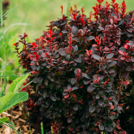 Berberis Thunb. Concorde [1]