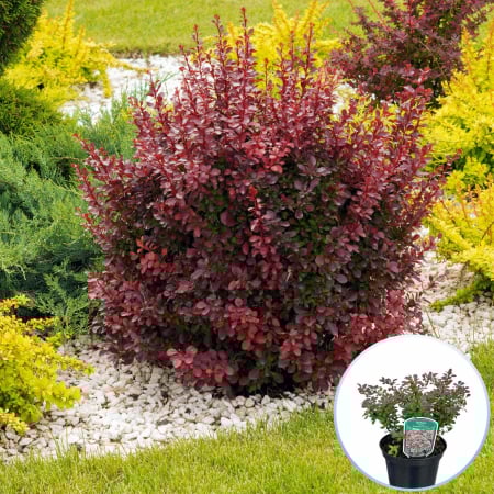 Berberis - Berberis Thunb. Atropurpurea Nana (P17)