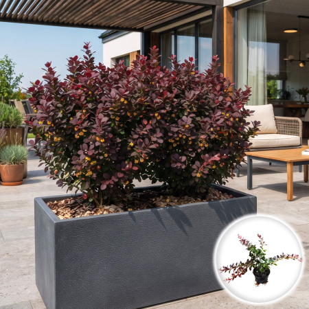 Berberis - Berberis thunbergii Atropurpurea Nana dracila pitica rosie ghiveci Pepiniera Sibiu