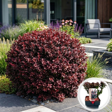 Berberis - Berberis thunbergii Atropurpurea Nana dracila pitica rosie ghiveci Pepiniera Sibiu