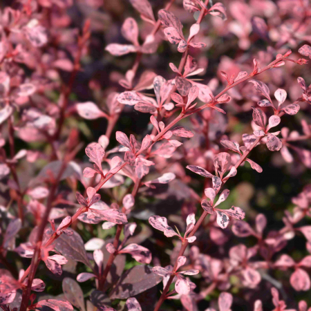 Berberis Thunb. Flamingo - 75cm+ [2]