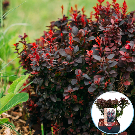 Berberis - Berberis Thunb. Concorde