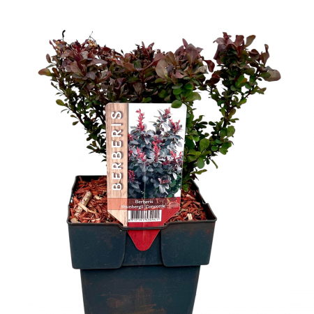Berberis Thunb. Concorde [2]