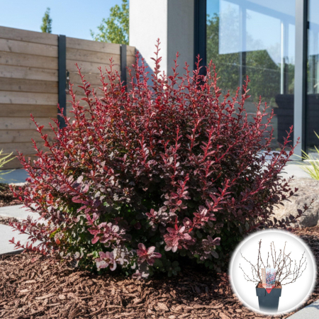 Berberis - Berberis thunbergii Darts Red Lady Arbust Rosu Ramificat Pepiniera Sibiu