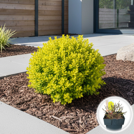 Berberis - Berberis thunbergii Tiny Gold Arbust Pitic Galben Pepiniera Sibiu