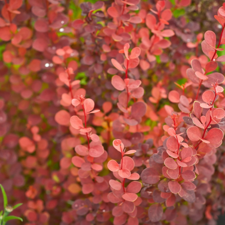 Berberis Thunb. Orange Ice -3L [2]