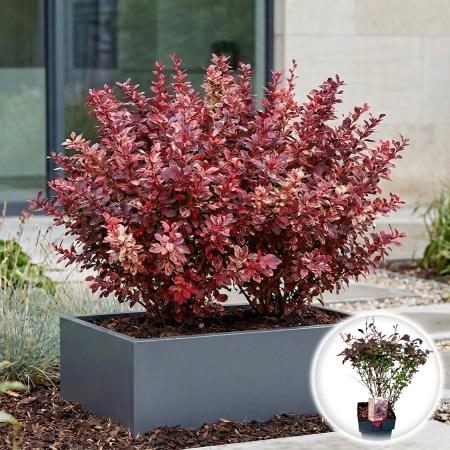 Berberis - Berberis thunbergii Harlequin dracila japoneza purpurie roz ghiveci Pepiniera Sibiu