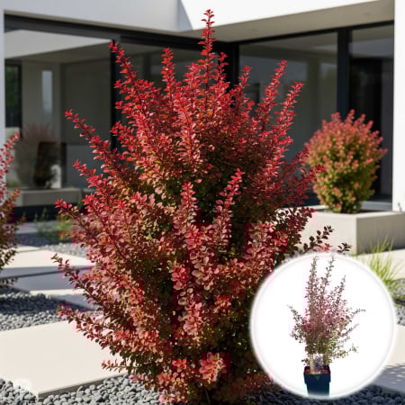 Plante Decorative - Berberis Thunb. Flamingo - 75cm+