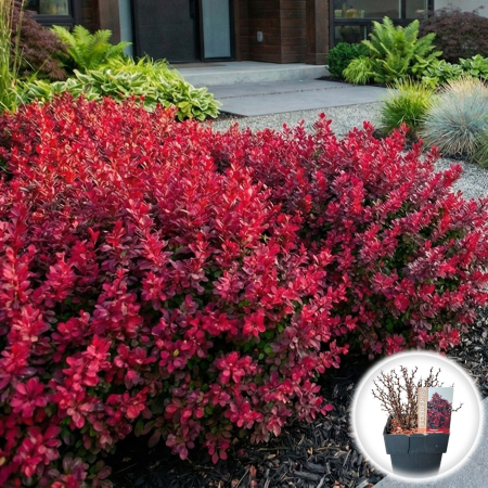 Berberis - Berberis thunbergii Bagatelle Arbust Pitic Globuros Purpuriu Pepiniera Sibiu