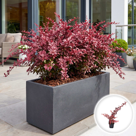 Berberis - berberis-thunbergii-harlequin-dracila-ornamentala-pepiniera-sibiu