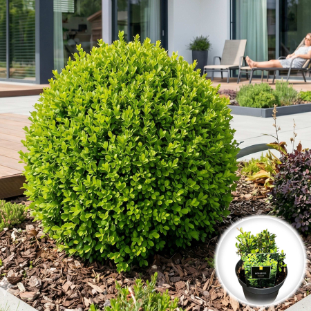 Berberis - berberis-thunbergii-kobold-arbust-pitic-verde-pepiniera-sibiu