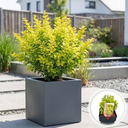 Berberis - berberis-thunbergii-lime-star-btl-star-pepiniera-sibiu