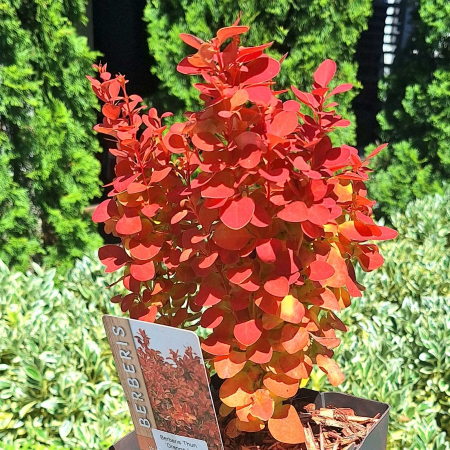 Berberis Thunb. Orange Ice -3L [1]