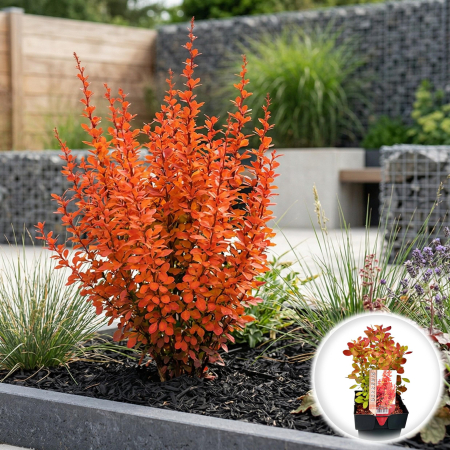 Berberis - Berberis thunbergii Orange Ice dracila japoneza frunze portocalii tufa 40cm ghiveci Pepiniera Sibiu