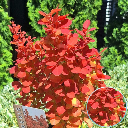 Berberis - Berberis Thunb. Orange Ice -3L
