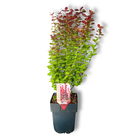 Berberis Thunb. Orange Rocket - 65cm [1]